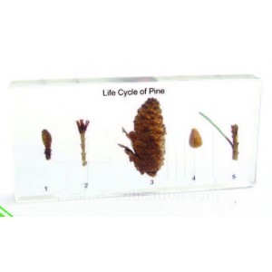 Life Cycle of Pine